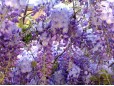 Wisteria sinensis (Glicină)